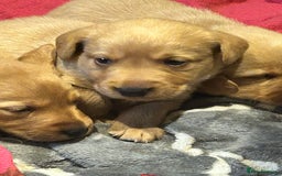 Labrador Retriever dogs for sale: Beautiful fox red and yellow lab puppies  - Image 20