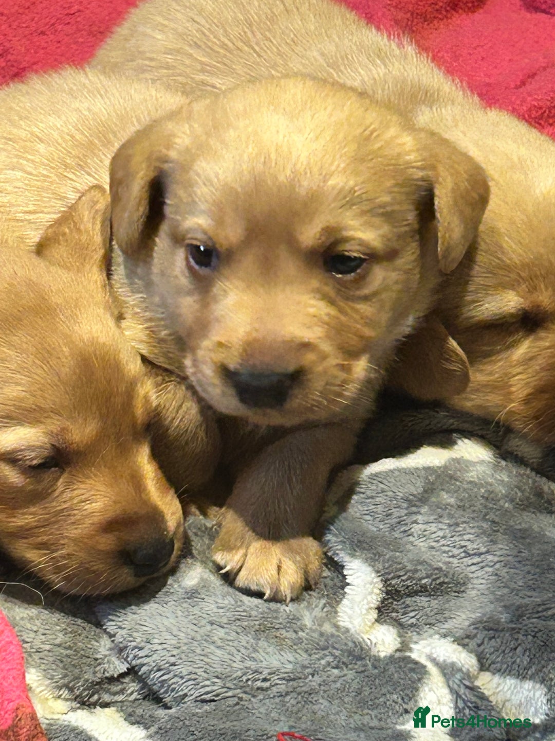 Labrador Retriever dogs for sale: Beautiful fox red and yellow lab puppies  - Image 20