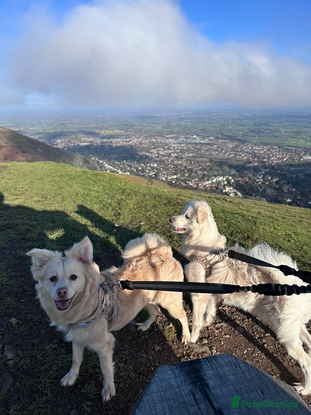 Mixed Breed dogs for sale: Meet Teddy!  - Advert 4