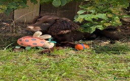 Cocker Spaniel dogs for sale: Beautiful cocker spaniel girl - Image 2