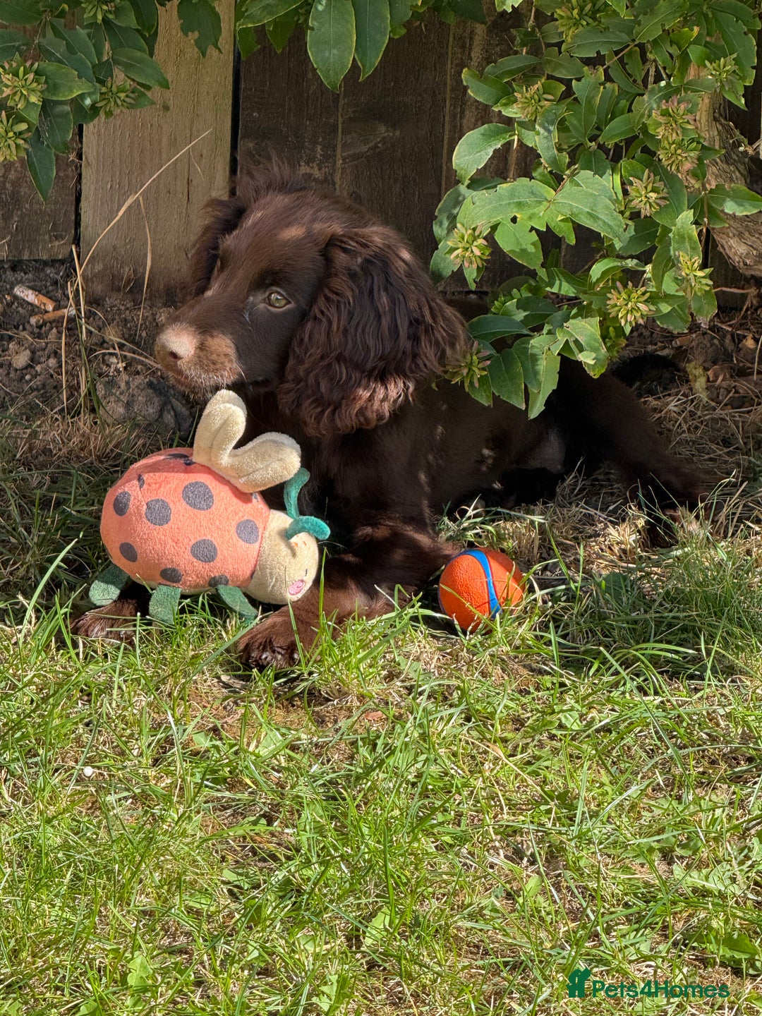 Cocker Spaniel dogs for sale: Beautiful cocker spaniel girl - Image 2