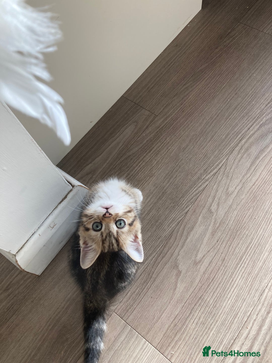 British Shorthair cats for sale: 2 beautiful fluffy kittens - Advert 15