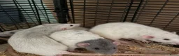 Rat rodents for sale: Beautiful tame male rats and possible females  - Advert 3