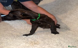 Cane Corso dogs for sale: Beautiful Litter Of Cane Corso Puppys - Image 3