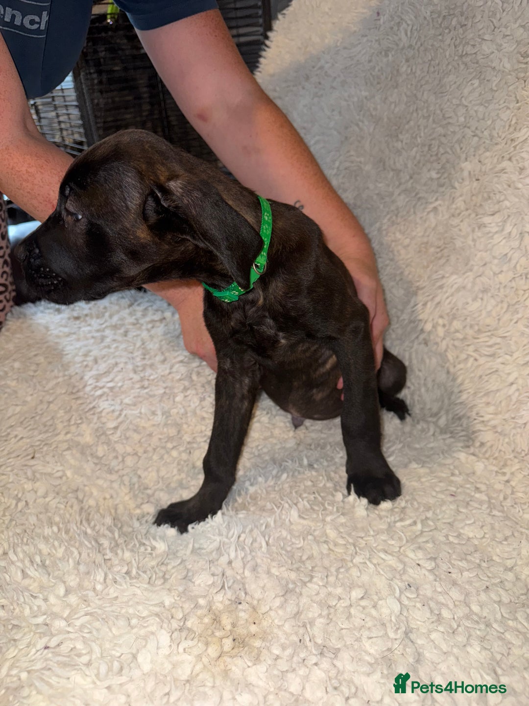 Cane Corso dogs for sale: Beautiful Litter Of Cane Corso Puppys - Image 3