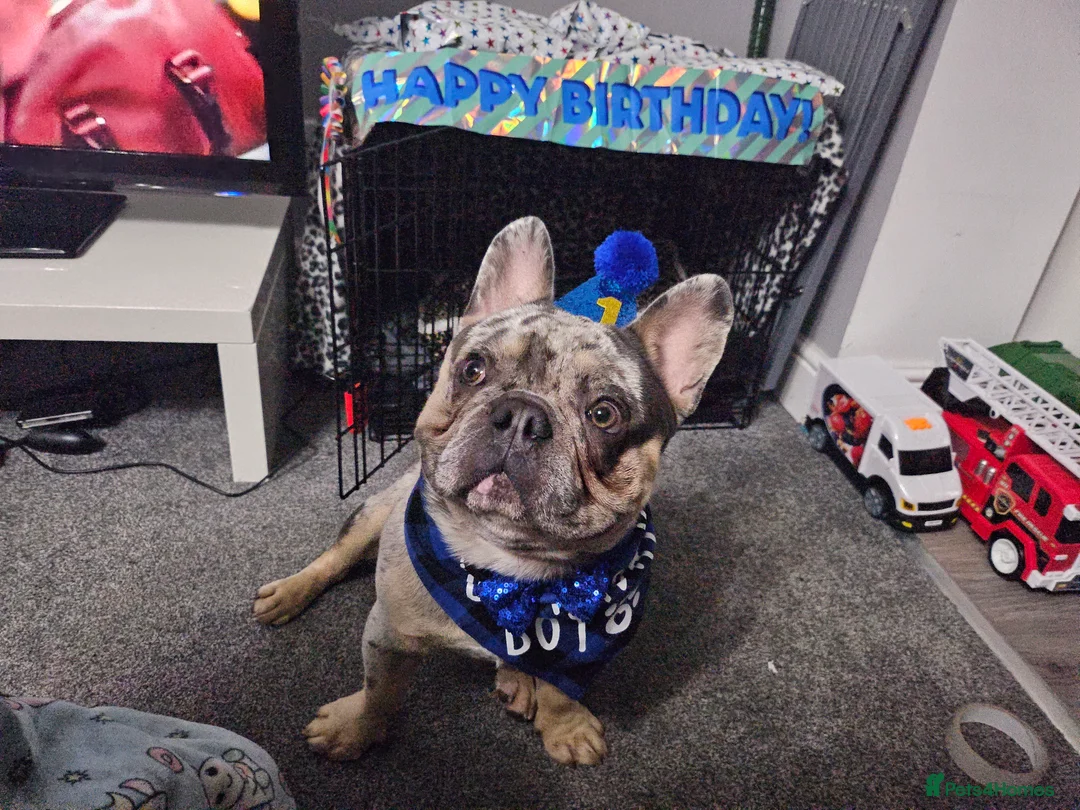 French Bulldog dogs for stud: Stunning blue merle 2year old stud - PROVEN in Lichfield - Advert 11