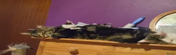 Mixed Breed cats for sale: Kittens looking for great homes - Advert 10
