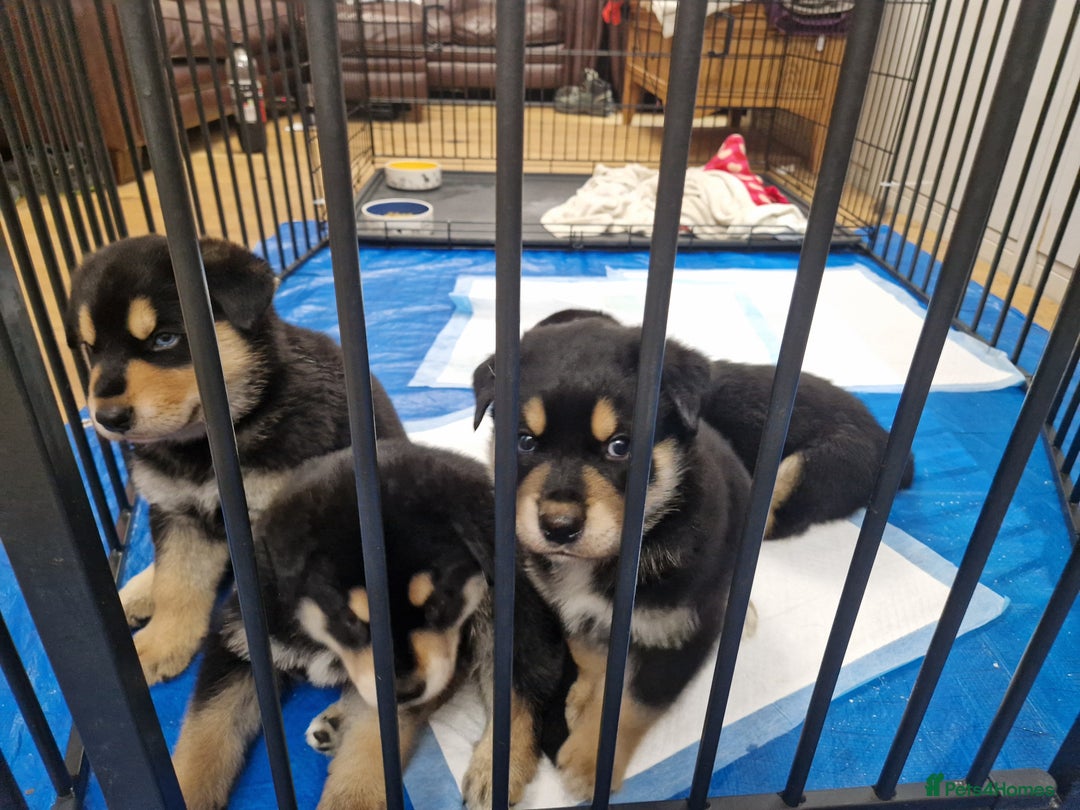 Mixed Breed dogs for sale: Adorable Rottsky Pups - Image 6