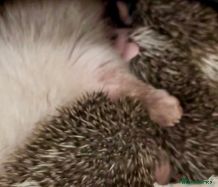 Pygmy Hedgehog rodents Adorable New Baby African Pygmy Hedgehogs - Advert 2