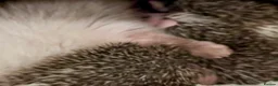 Pygmy Hedgehog rodents for sale: Adorable New Baby African Pygmy Hedgehogs - Advert 4