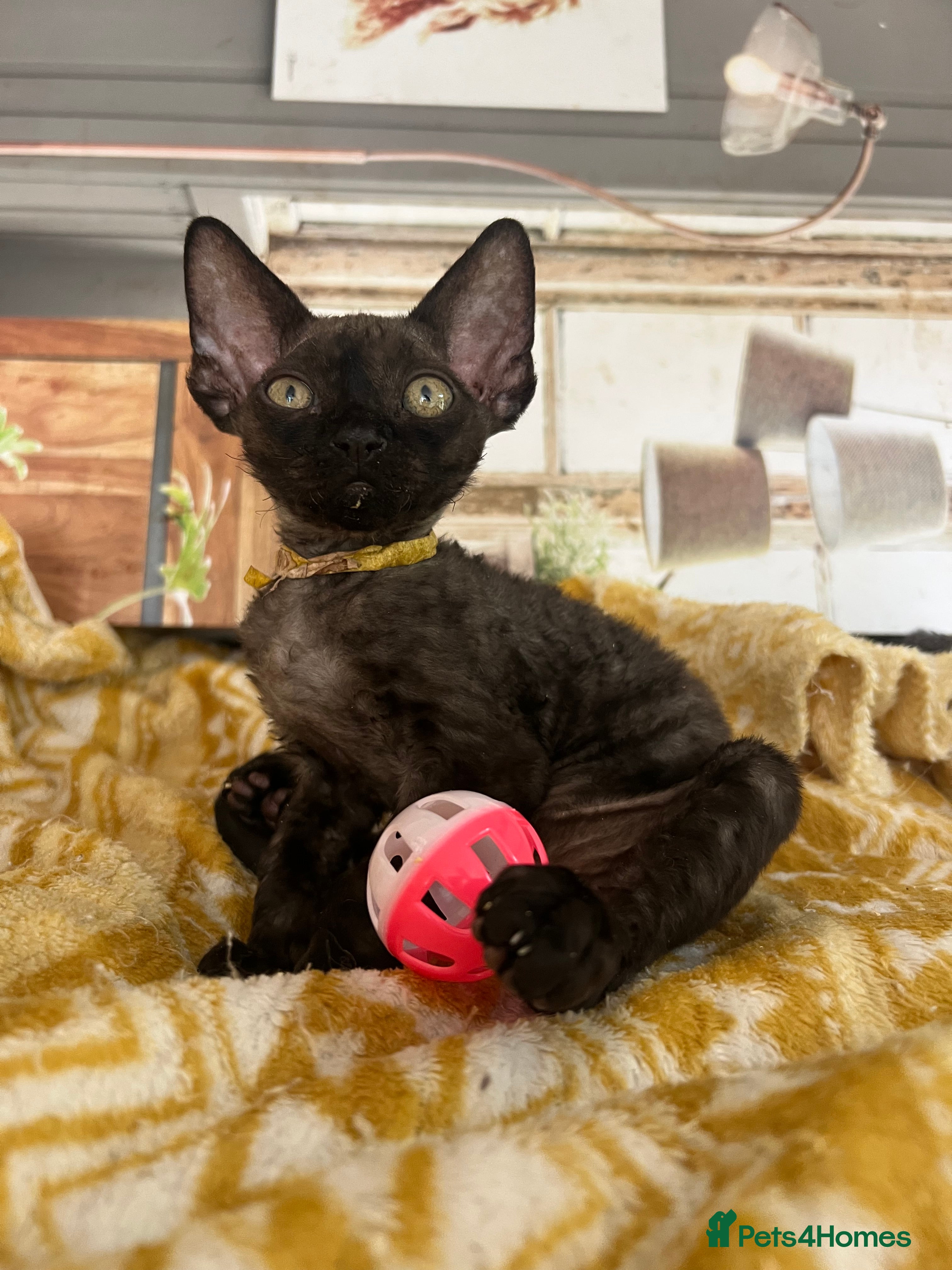 Devon Rex cats Affectionate Devon Rex kittens - Advert 2