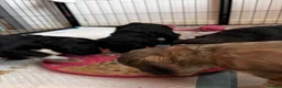 Cockapoo dogs for sale: F2 Cockapoo Pup - last boy left  - Advert 7