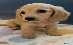Miniature Dachshund dogs for sale: KC Cream long haired miniature dachshund puppies - Image 11