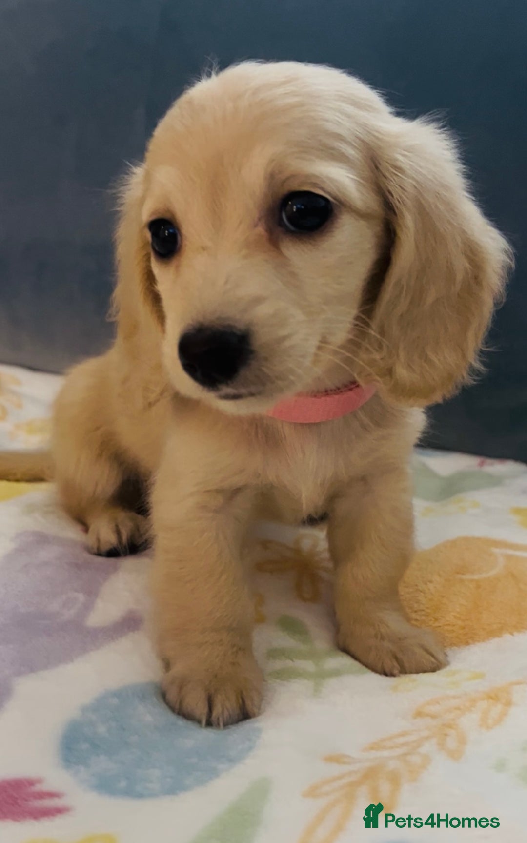 Miniature Dachshund dogs for sale: KC Cream long haired miniature dachshund puppies - Image 11