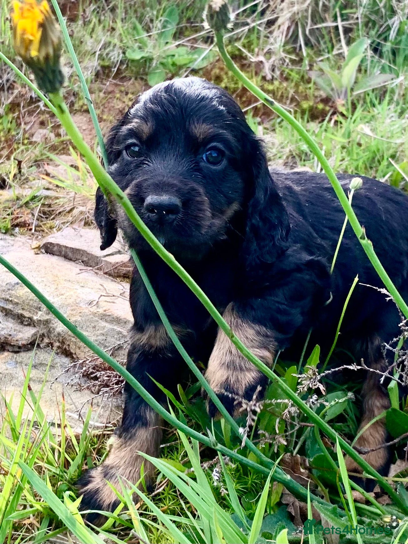 Cocker Spaniel dogs Sired from British Champion - Advert 19