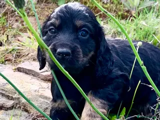 Cocker Spaniel dogs Sired from British Champion - Advert 18