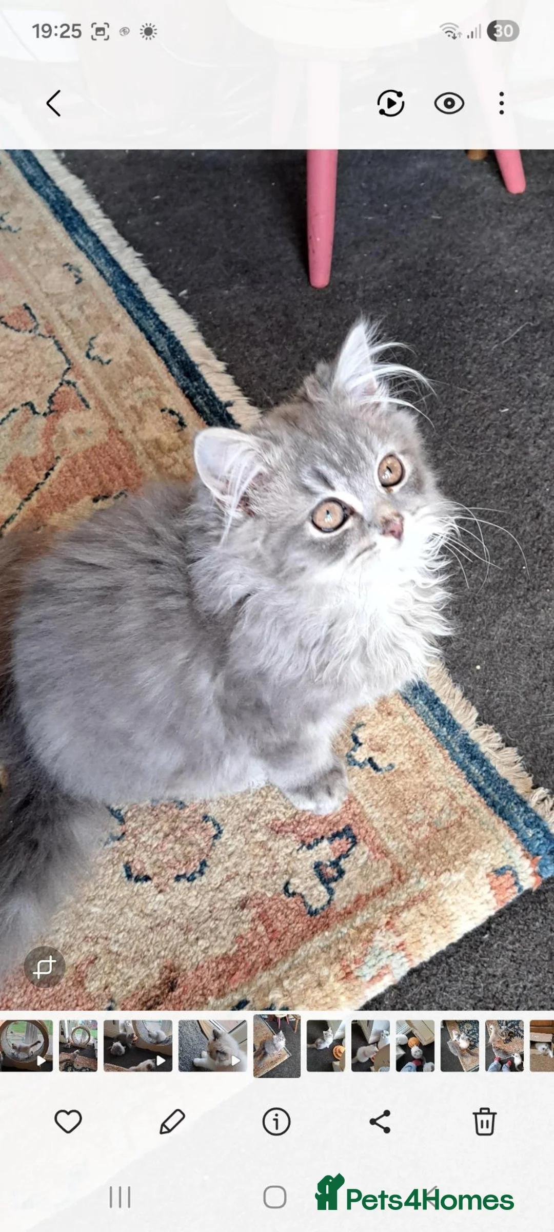 RagaMuffin cats for sale: 3 adorable Raga-per kittens. Born 7/7/26   - Advert 2