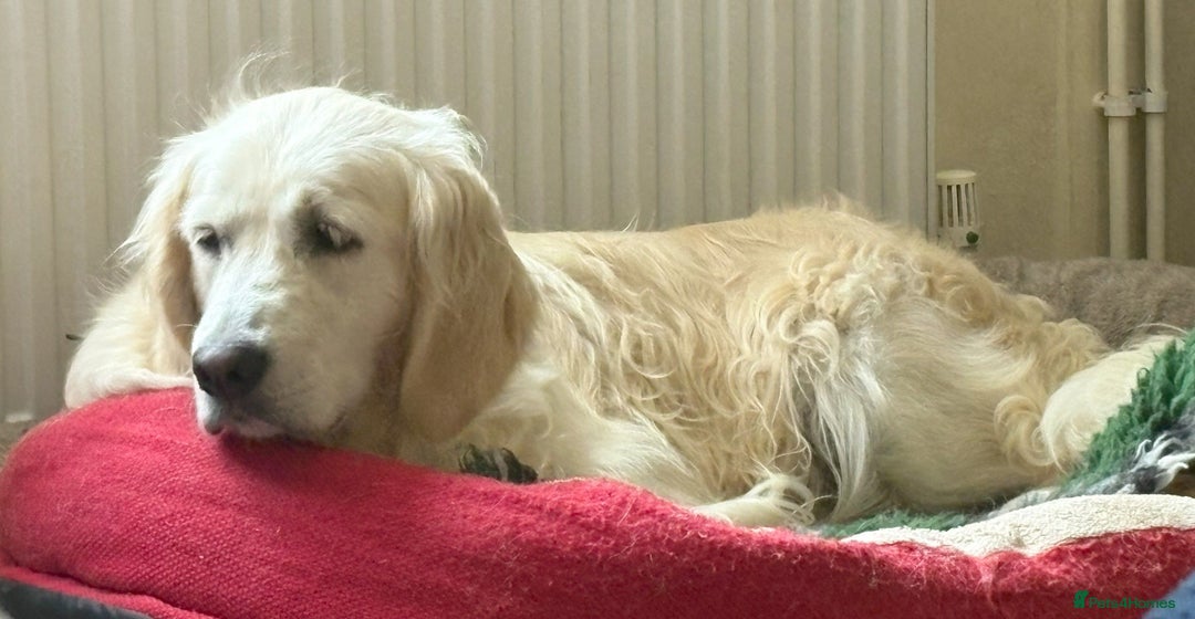 Golden Retriever dogs for sale: KC Registered  boy from 5 Star Breeder  - Image 7