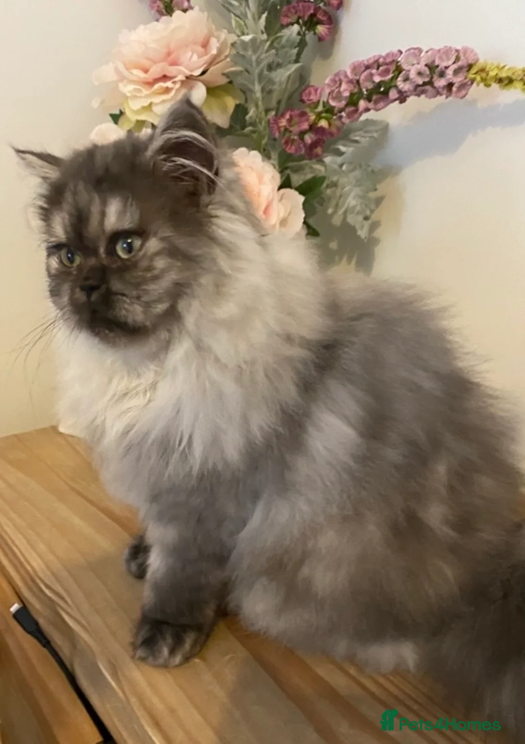 Persian cats for sale: Beautiful Persian kitten  in Caernarfon - Advert 2