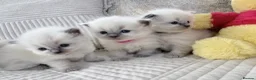 Ragdoll cats for sale: Blue Point Ragdoll Kittens for sale - Advert 24