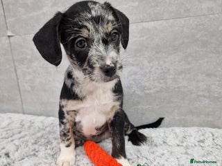 Mixed Breed dogs Frenchi /Mini Poodle Puppies First Gen ❤️ - Advert 2