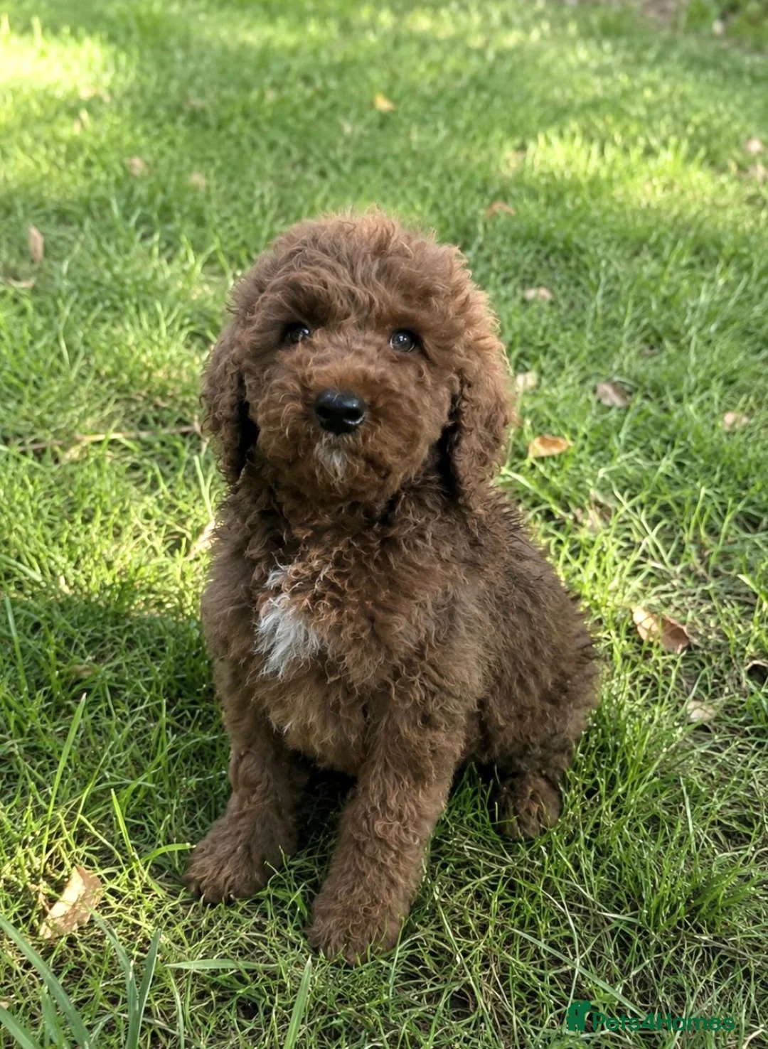 Goldendoodle dogs for sale: Beautiful golden doodles looking for forever homes - Advert 12