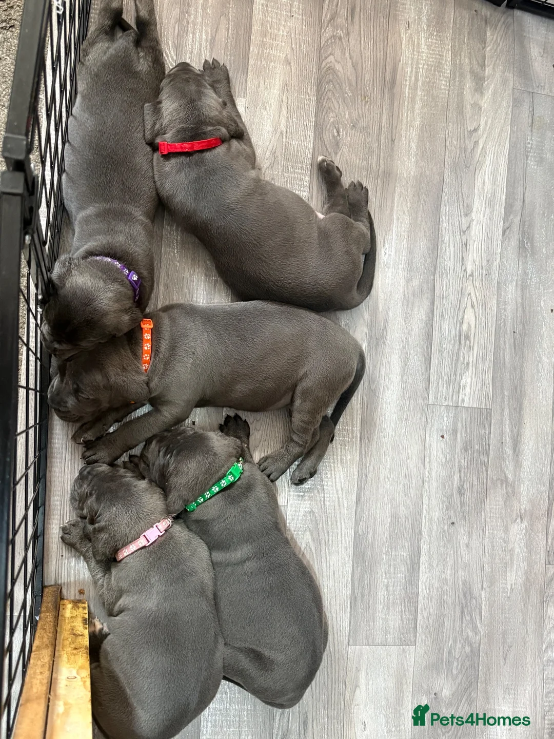 Cane Corso dogs for sale: Cane corso pups in Johnstone - Advert 2