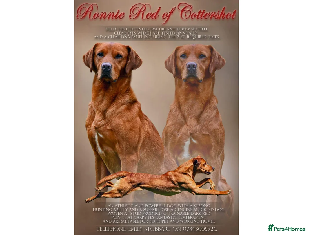 Labrador Retriever dogs for stud: 🔸DARK RED WORKING STUD KC & FULLY HEALTH TESTED🔸 in Hawes - Advert 10