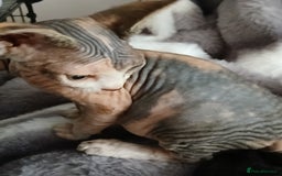 Sphynx cats for sale: Beautiful blue-eyed Sphynx kitten for sale  - Image 3