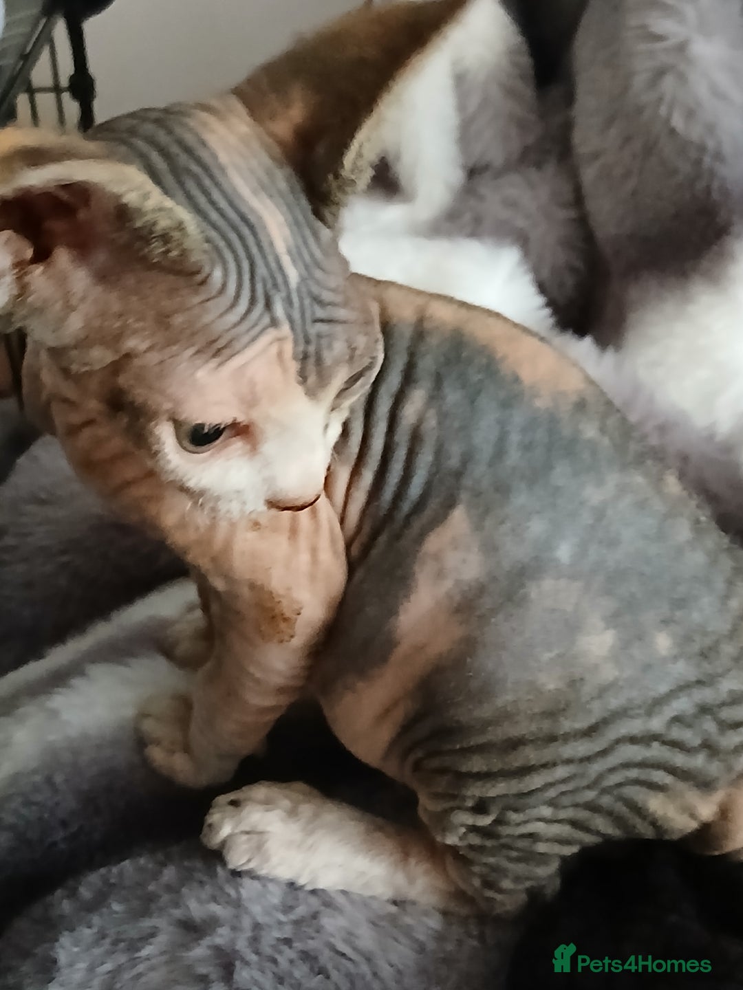 Sphynx cats for sale: Beautiful blue-eyed Sphynx kitten for sale  - Image 3