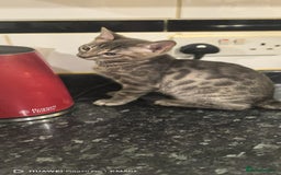 Bengal cats for sale: Purebred Silver and Snow bengals babies.  - Image 10