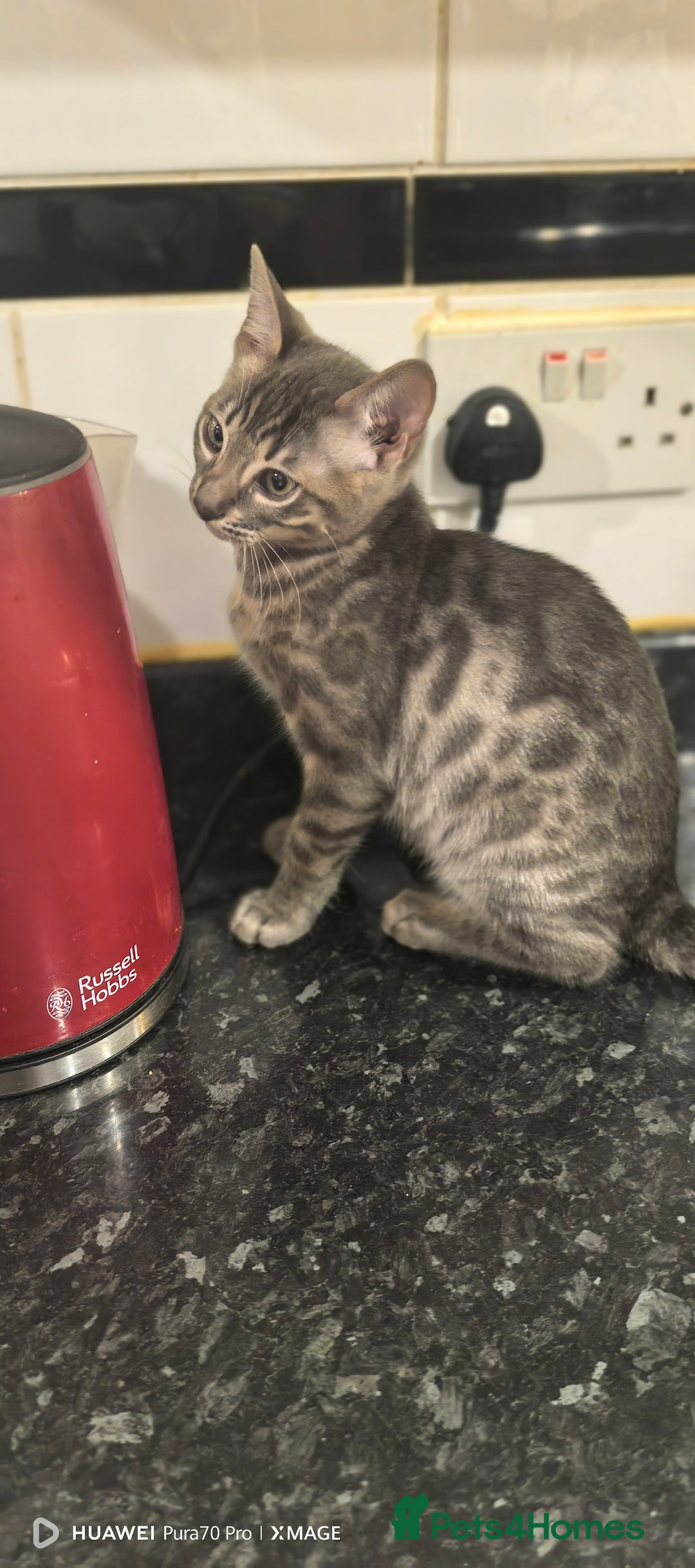Bengal cats for sale: Purebred Silver and Snow bengals babies.  - Image 10