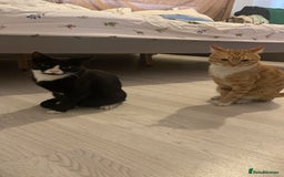 American Shorthair cats for sale: Kittens for sale  - Image 2