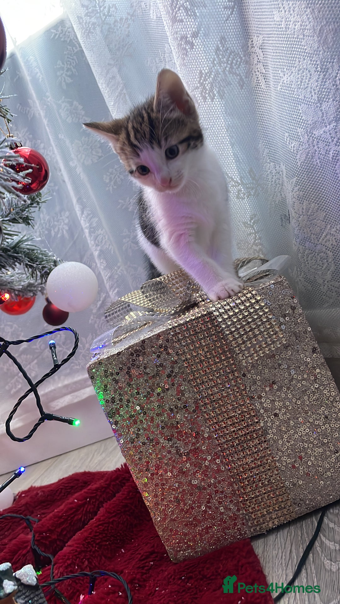 Mixed Breed cats for sale: 5 Fluffy furs to find new lovely houses  - Advert 6