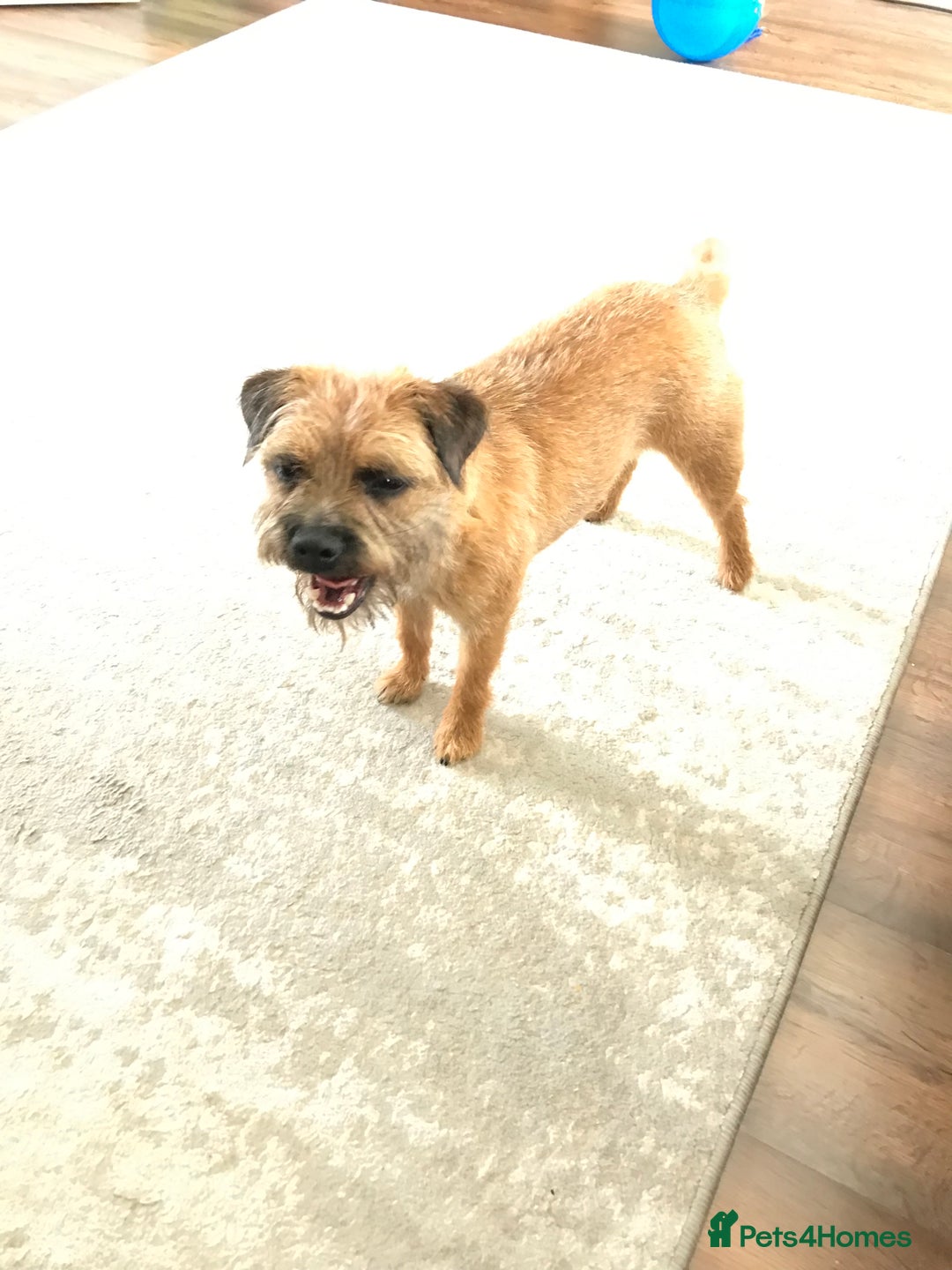 Border Terrier dogs for sale: Border terrier pups - Image 10