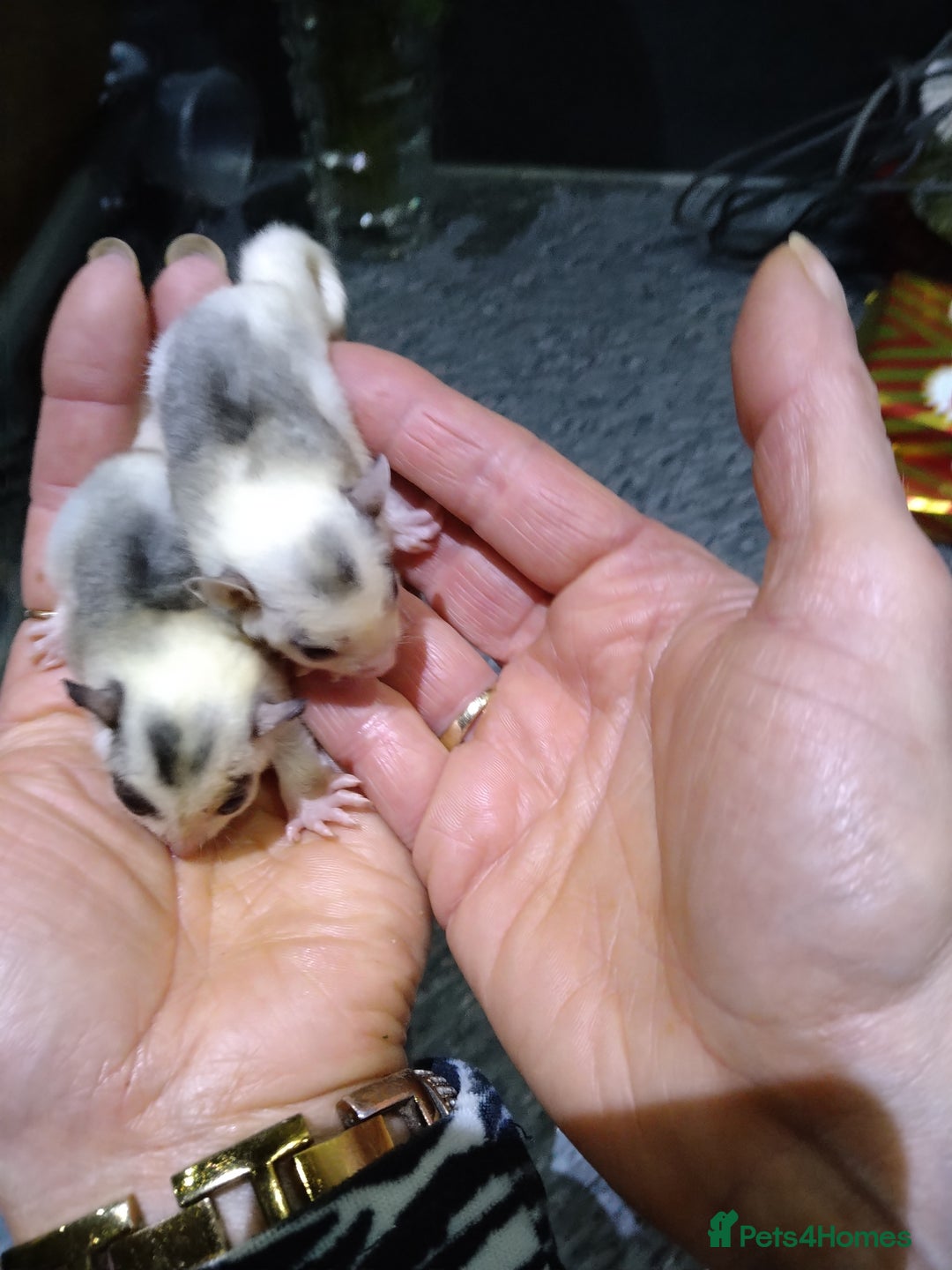 Sugar Glider rodents for sale: Stunning baby sugar glider  - Advert 11