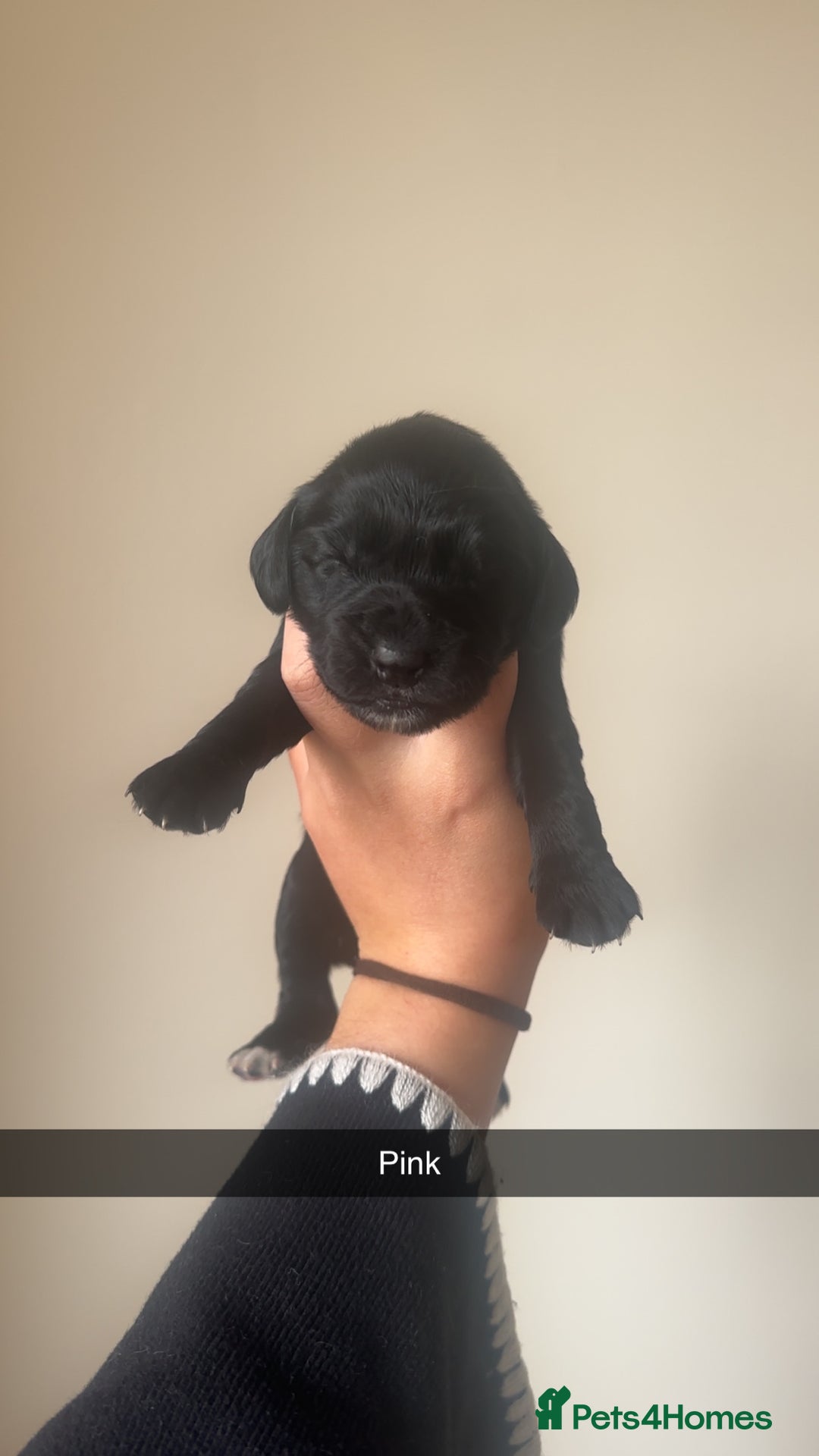 Cocker Spaniel dogs for sale: English Cocker spaniel puppies  - Image 7