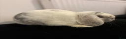 Mini Lop rabbits for sale: Mini lop boy  in Stoke-on-Trent - Advert 3