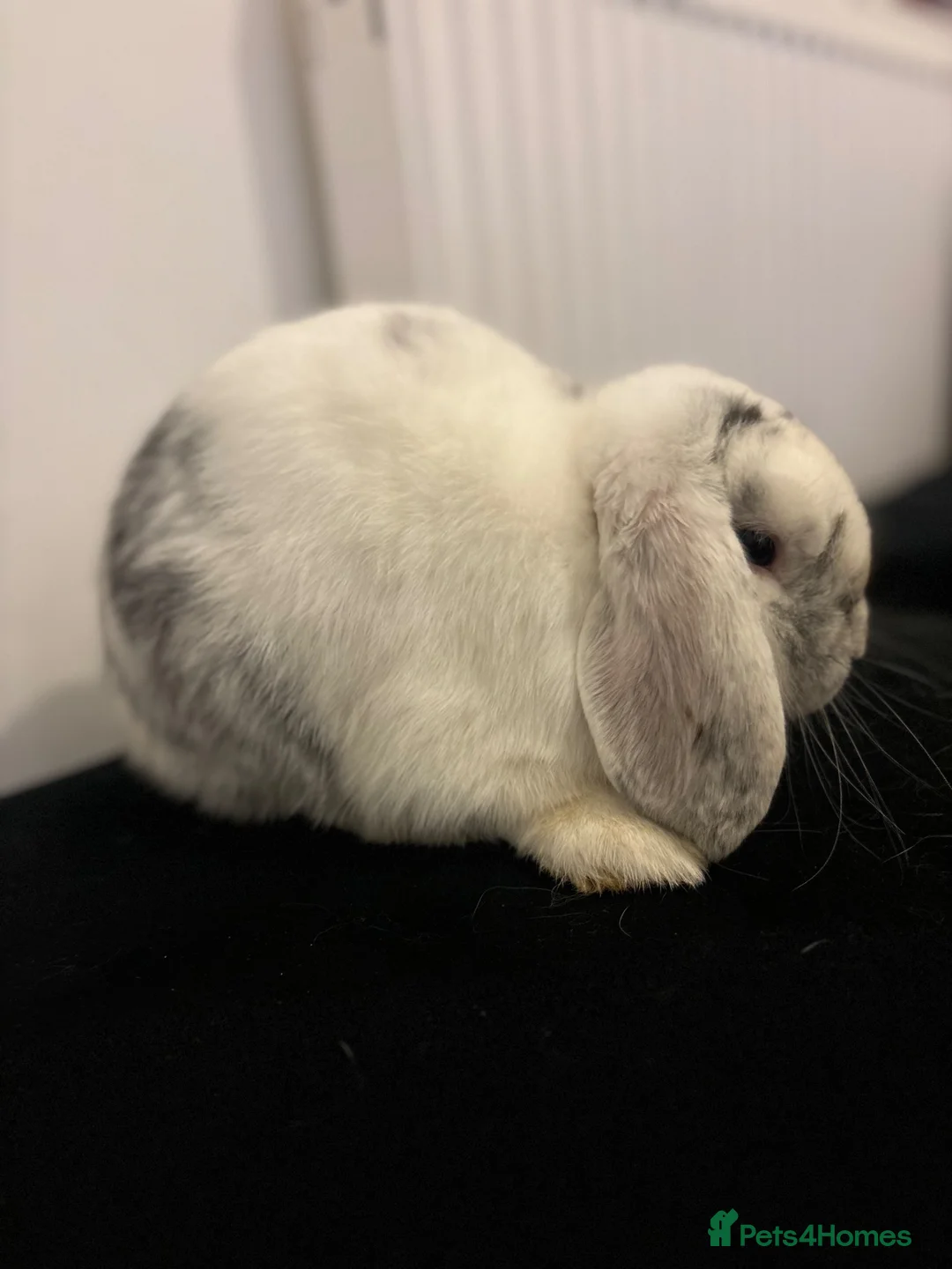 Mini Lop rabbits for sale: Mini lop boy  in Stoke-on-Trent - Advert 3