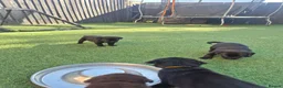 Labrador Retriever dogs for sale: Adorable chunky lab puppies  - Advert 14