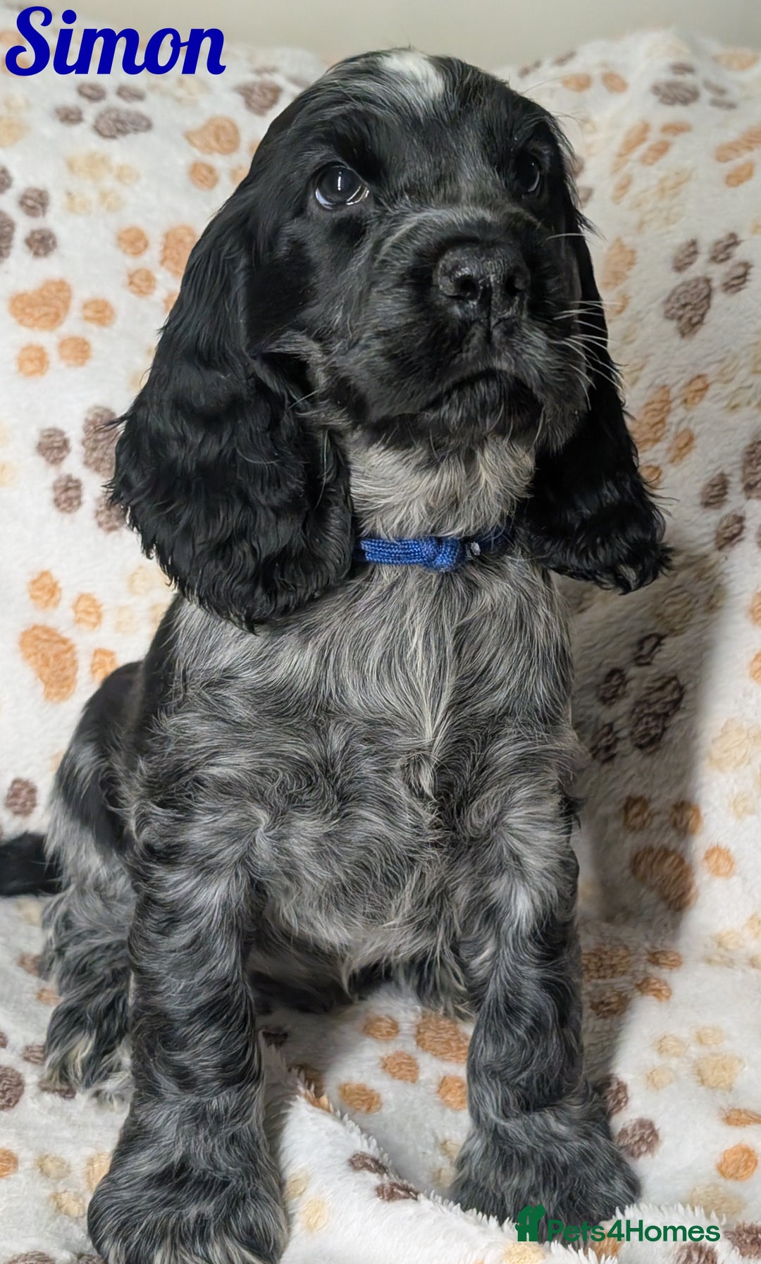 Cocker Spaniel dogs for sale: Beautiful Show Cocker Puppies. Health tested.  - Advert 2