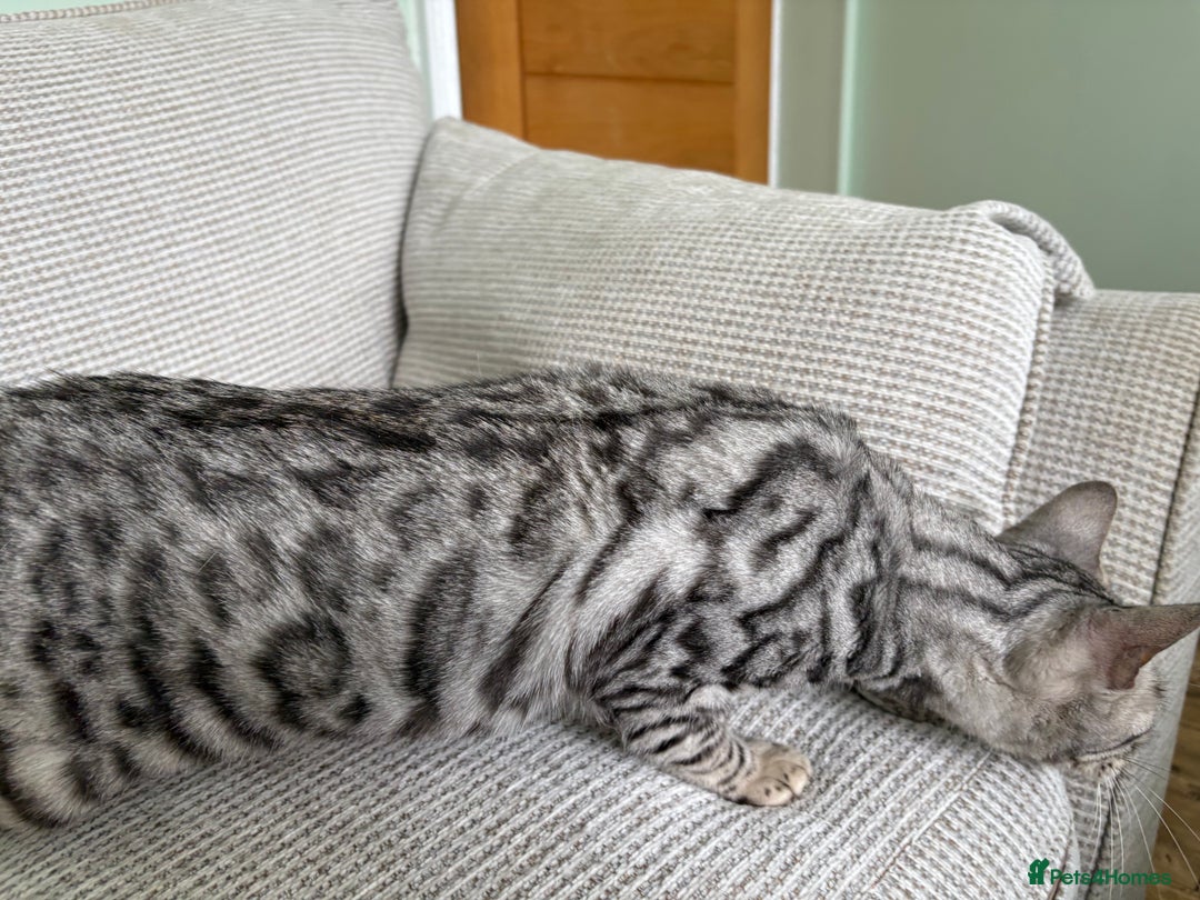 Toyger cats for sale: Superb rare silver Toyger girl  - Image 16