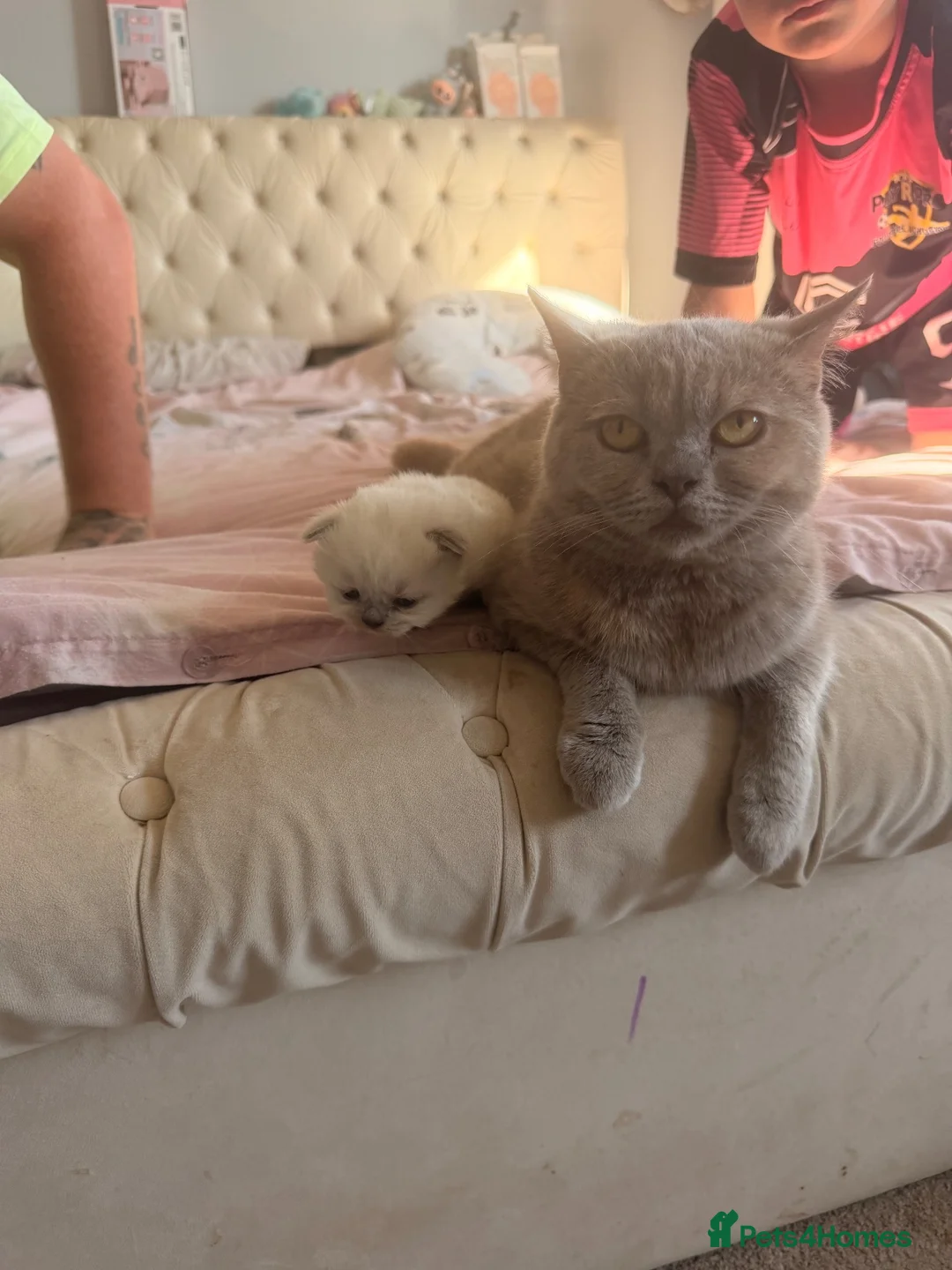 British Shorthair cats for sale: Colourpoint British shorthair kitten  in Birmingham - Advert 2