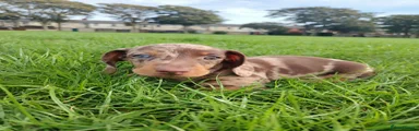 Miniature Dachshund 1