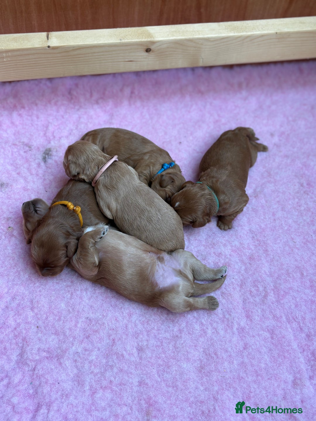 Goldendoodle dogs for sale: Stunning F2B Goldendoodles - Image 31