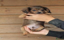 Mixed Breed dogs for sale: Chiweenie Puppies For Sale  - Image 15