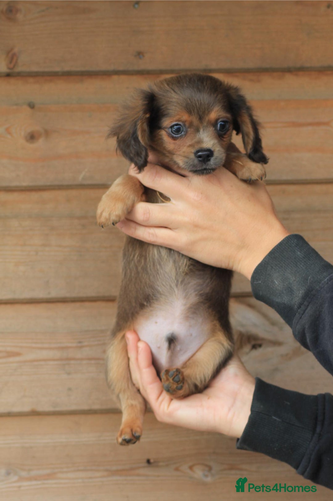 Mixed Breed dogs for sale: Chiweenie Puppies For Sale  - Image 15