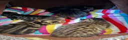 Mixed Breed cats for sale: Adorable Fluffy Tabby MaineCoon mixed Kitten🐱💕  - Advert 4