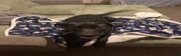 Sheprador dogs for sale: Freya  in Hull - Advert 1