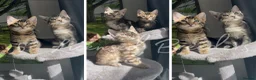 Bengal cats for stud: Silver Bengal Stud 🩶 TICA REG N DNA CLEAR 🌟 - Advert 4
